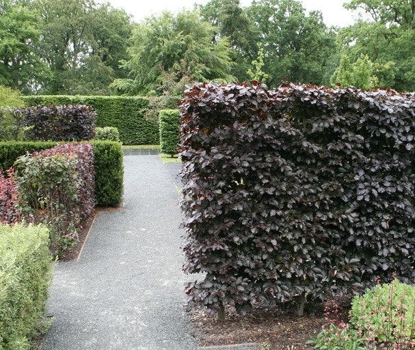 FAGUS sylvatica 'Atropunicea' - blodbok, 80-100 cm