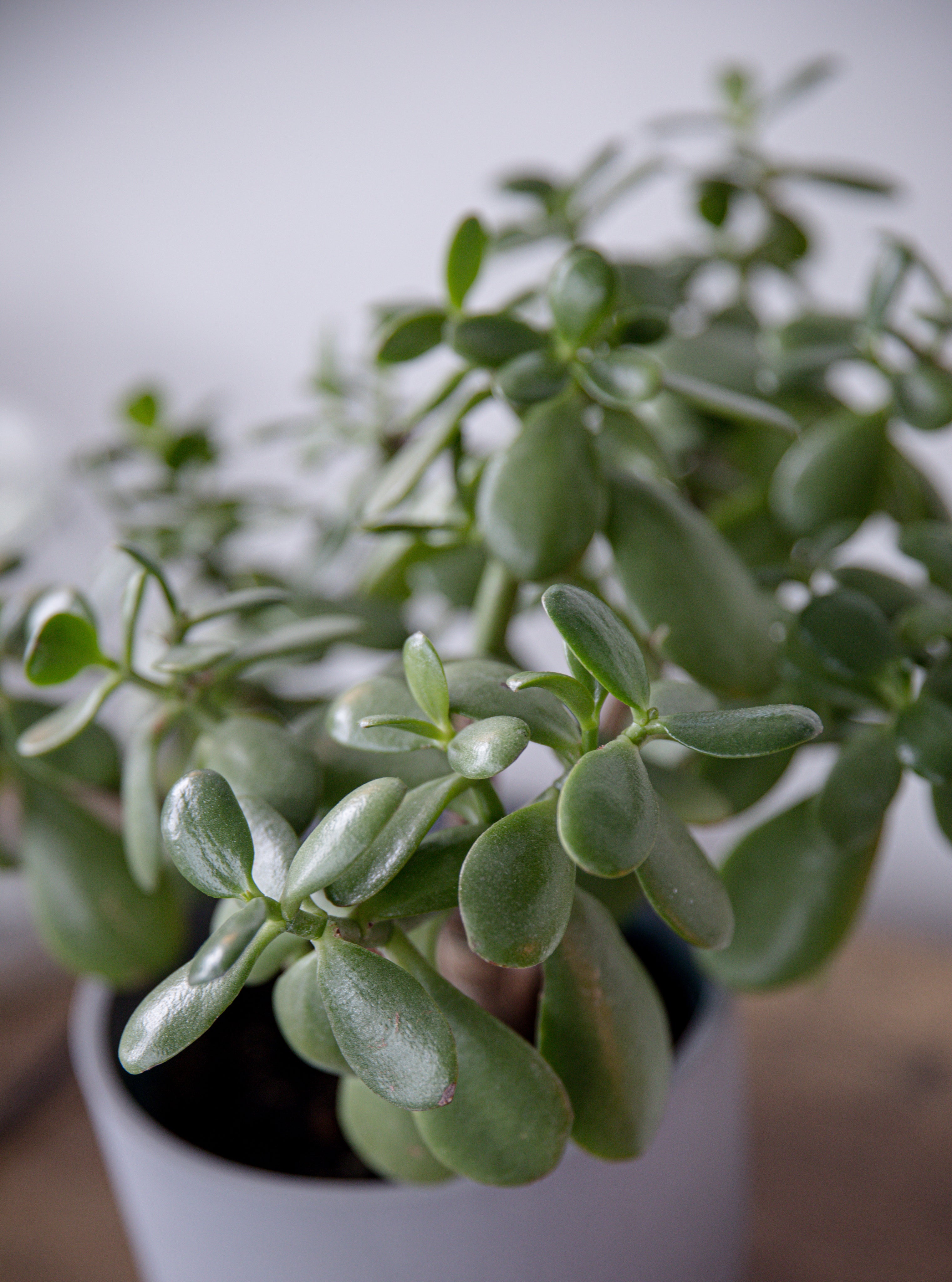 detailed-view-of-green-succulent-plant-in-a-white-pot.jpg