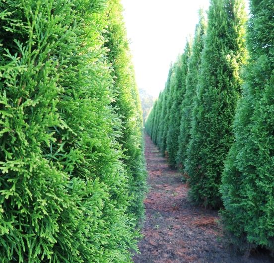 thuja smaragd 80 100 cm THUJA occ. 'Smaragd', 80-100 cm