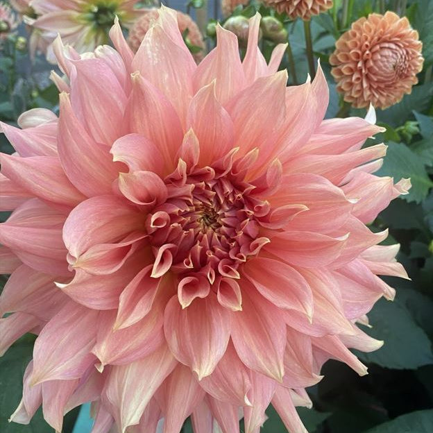 Dahlia