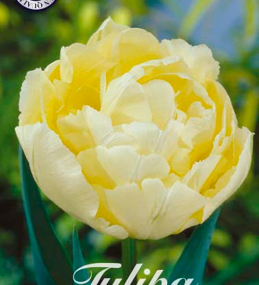 80039_Tulipa_Verona.jpg