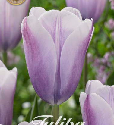 80247_Tulipa_Silver_Cloud.jpg
