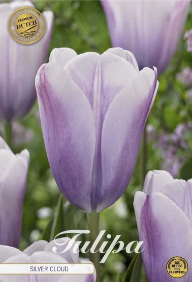 TULIPA 'Silver Cloud'