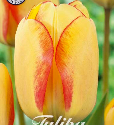 80465_Tulipa_Beauty_of_Spring.jpg