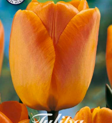 80470_Tulipa_Daydream.jpg