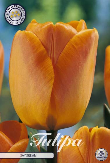 TULIPA 'Daydream'