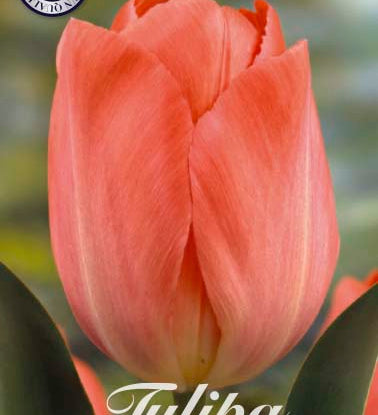 80480_Tulipa_Hans_Brinker.jpg