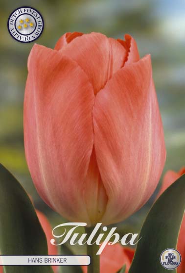 TULIPA 'Hans Brinker'