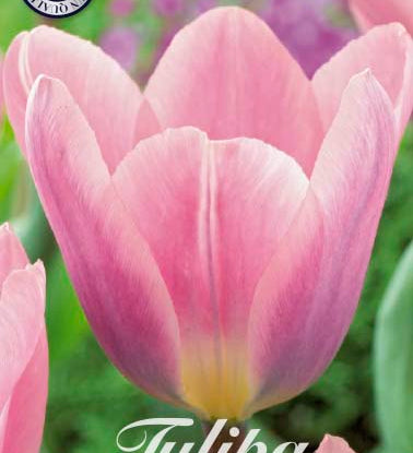 80485_Tulipa_Light_and_Dreamy.jpg