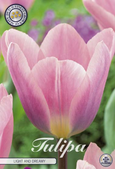 TULIPA 'Light and Dreamy'