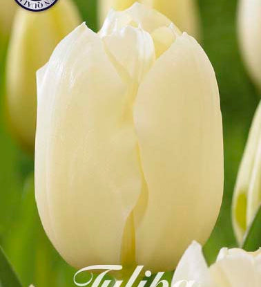 80525_Tulipa_City_of_Vancouver.jpg