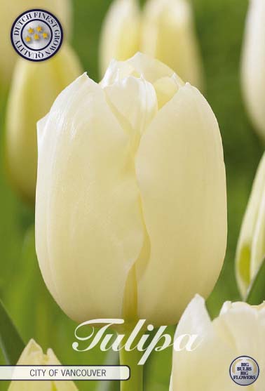 TULIPA 'City of Vancouver'