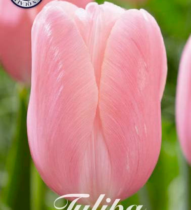 80535_Tulipa_Menton_26bf8dbf-c30f-461e-88cf-5499d5d28165.jpg