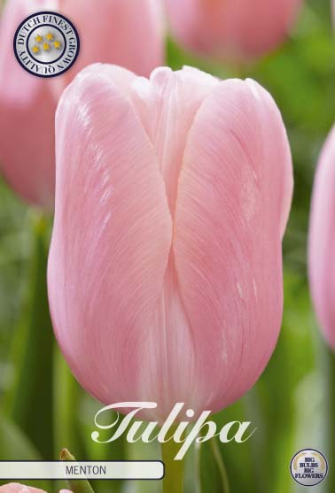 TULIPA 'Menton'