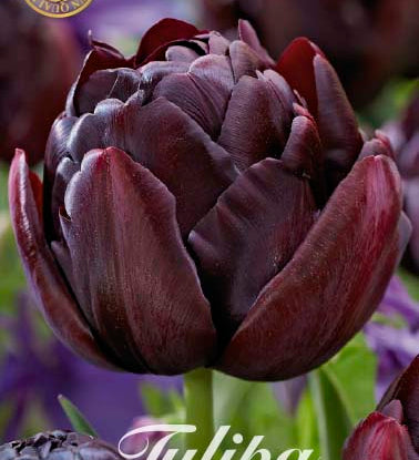 80675_Tulipa_Black_Hero.jpg