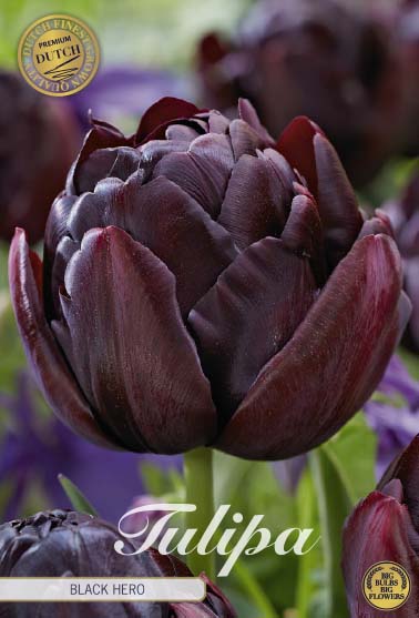 TULIPA 'Black Hero'