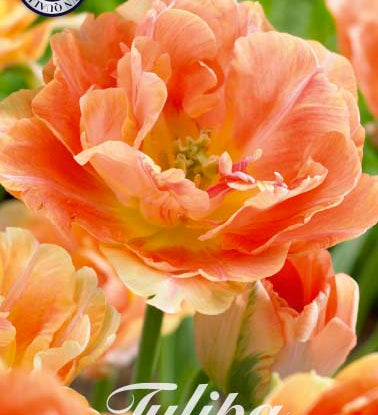 80687_Tulipa_Charming_Beauty.jpg