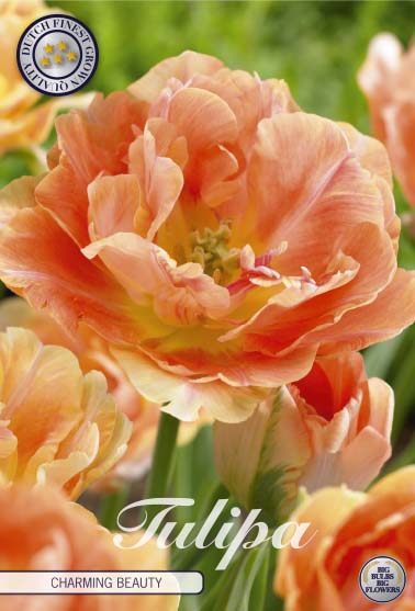 TULIPA 'Charming Beauty'