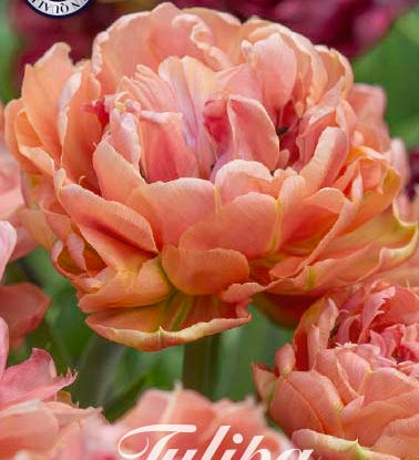 80690_Tulipa_Copper_Image_f7075eff-ee56-428c-aa3f-ed7bd8b9cd65.jpg