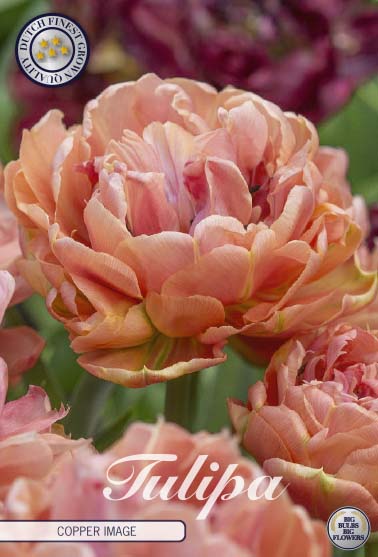 TULIPA 'Copper Image'