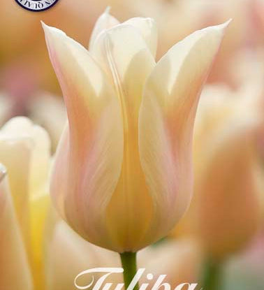 80887_Tulipa_Sanne.jpg