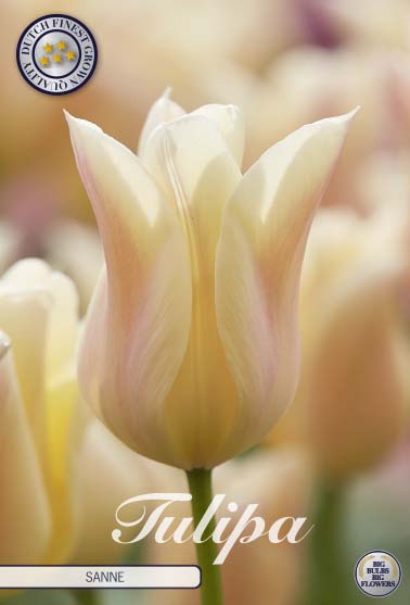TULIPA 'Sanne'