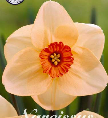 82005_Narcissus_Altruist.jpg