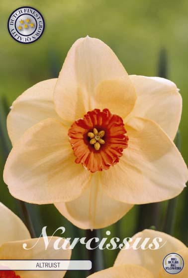 NARCISSUS 'Altruist'
