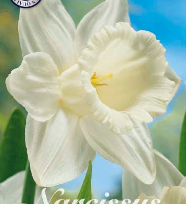 82065_Narcissus_Mount_Hood.jpg