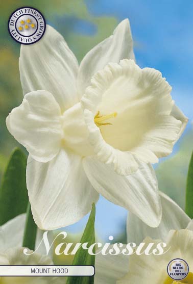 NARCISSUS 'Mount Hood'