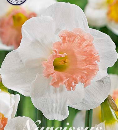 82070_Narcissus_Pink_Charm.jpg