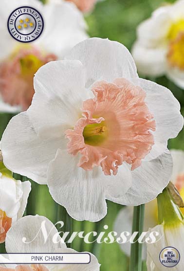 NARCISSUS 'Pink Charm'