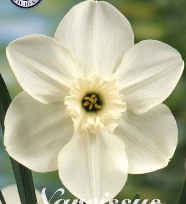 82080_Narcissus_Princess_Zaide.jpg