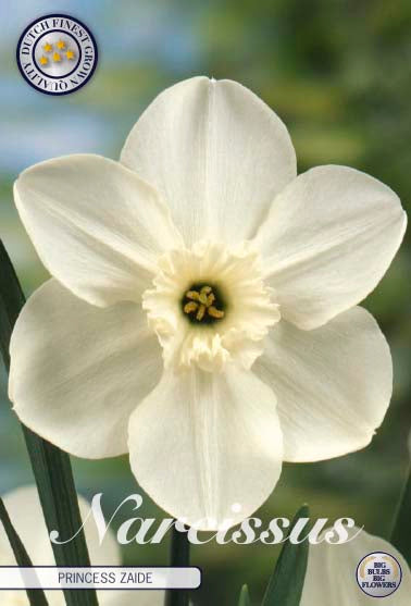 NARCISSUS 'Princess Zaide'