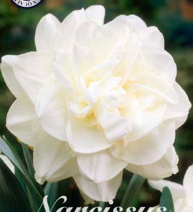 82130_Narcissus_Obdam.jpg