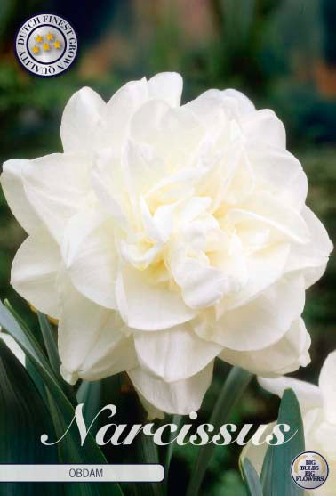 NARCISSUS 'Obdam'