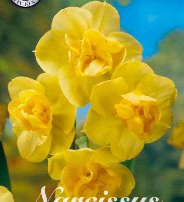 82155_Narcissus_Yellow_Cheerfulness.jpg