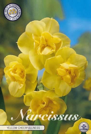 NARCISSUS 'Yellow Cheerfulness'