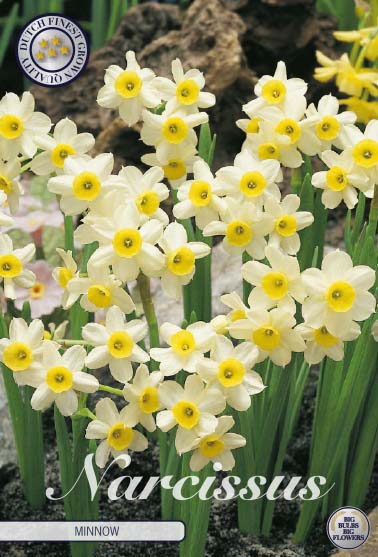 NARCISSUS 'Minnow'