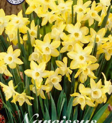 82245_Narcissus_Pipit.jpg
