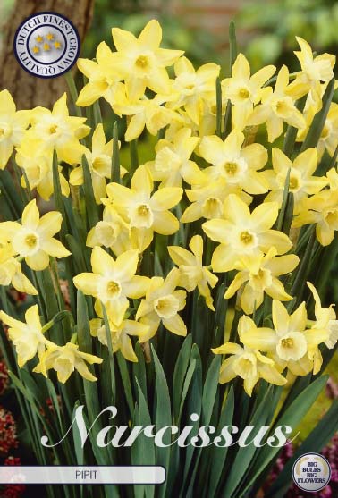 NARCISSUS 'Pipit'