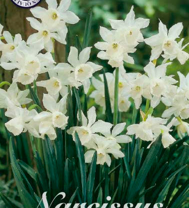 82295_Narcissus_Thalia.jpg
