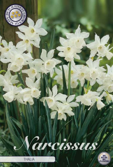 NARCISSUS 'Thalia'