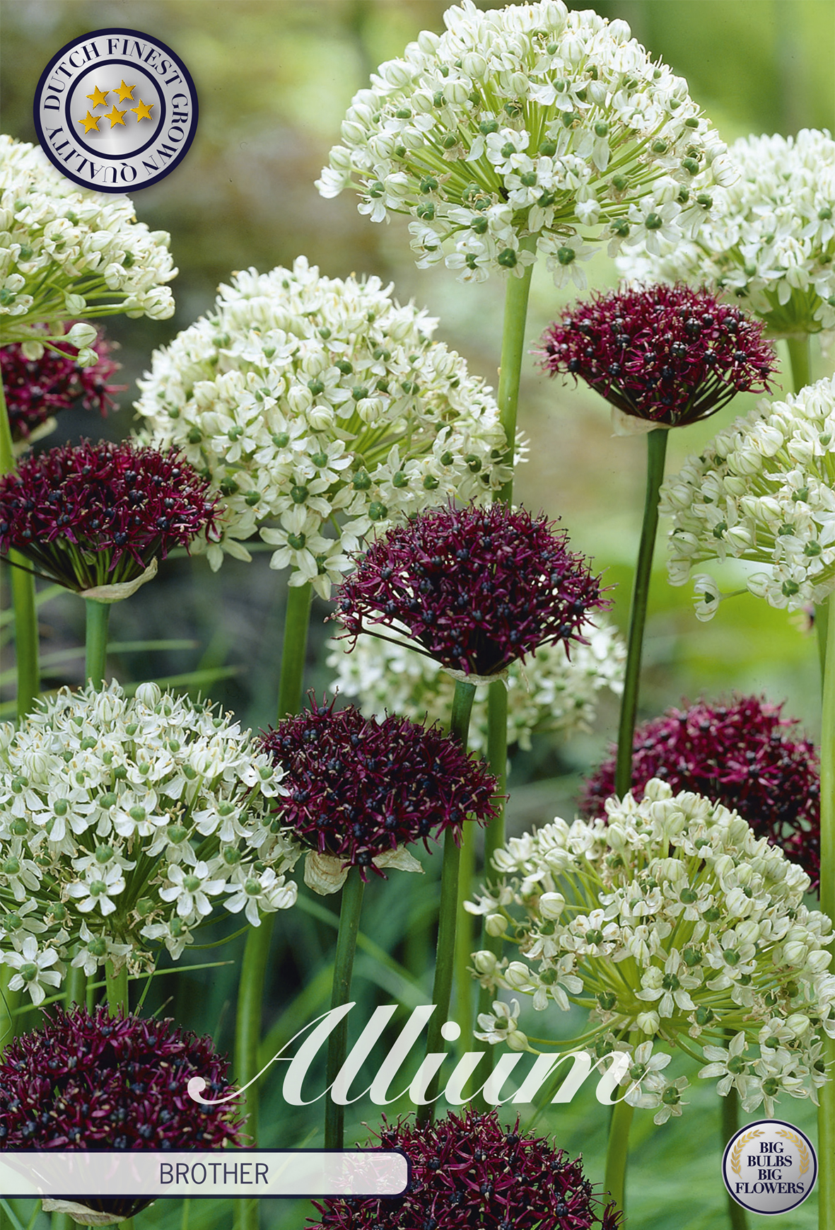 ALLIUM 'Brother'