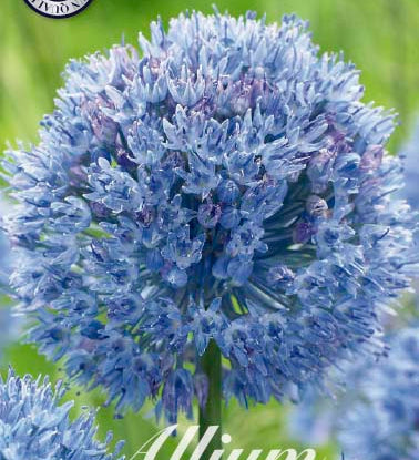 84010_Allium_Caeruleum_6d3db5f3-45f0-4d63-a56f-55e8614eb8f0.jpg