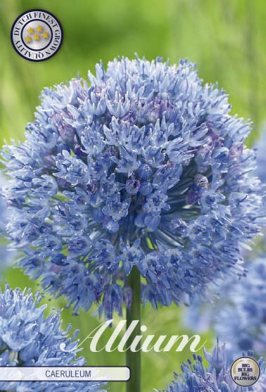 ALLIUM 'Caeruleum'