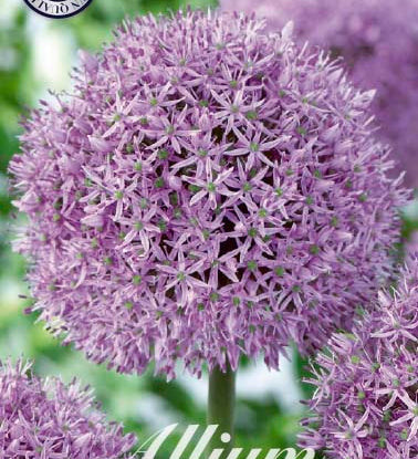 84030_Allium_Gladiator_a9b1d873-454c-4a63-a1e3-6adbba862e9d.jpg