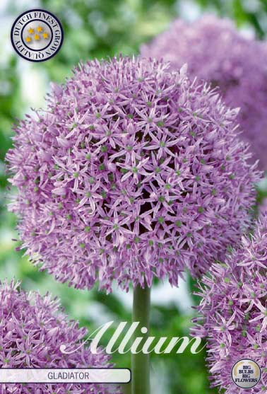 ALLIUM 'Gladiator'
