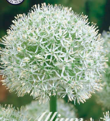 84065_Allium_Mount_Everest_9ba82c97-22a1-4754-b1d6-9147508e0898.jpg