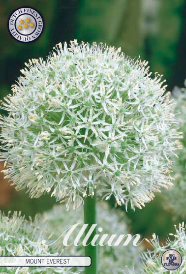 ALLIUM 'Mount Everest'
